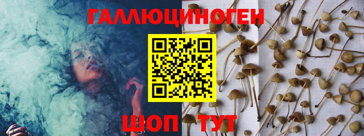 Псилоцибиновые грибы Psilocybine cubensis Тулун